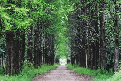 Dirt road amidst trees in forest