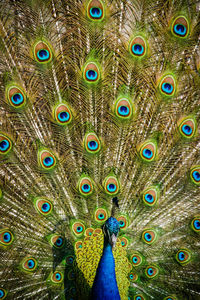 Close-up of peacock