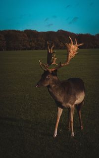 Deer standing on field against sky