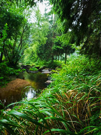 Scenic view of stream amidst trees in forest