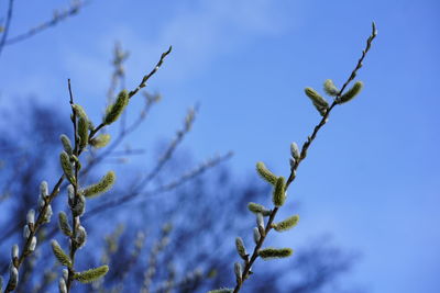 Low angle view of plant against blue sky