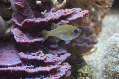 Close-up of fish swimming in aquarium