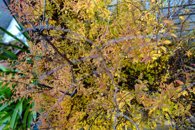 Close-up of leaves on tree