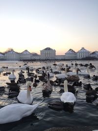 Swans swimming in sea against sky