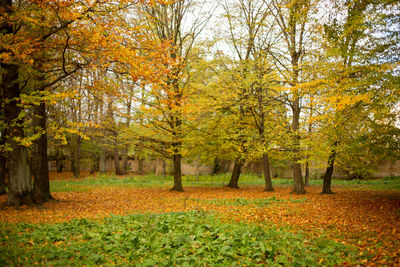 Trees in forest during autumn