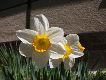 Close-up of white daffodil blooming outdoors