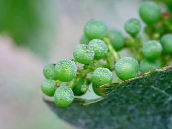 Close-up of young wet grapes 