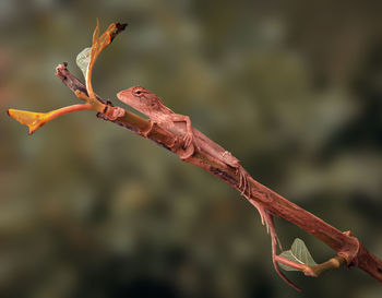 Close-up of red flowering plant