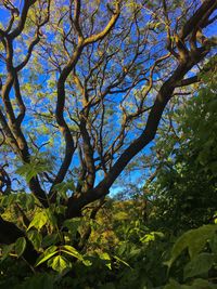 Low angle view of trees against sky