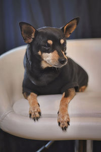 Portrait of dog resting on sofa at home