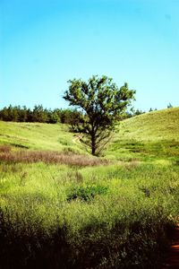 Tree on field against clear sky