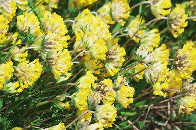 Close-up of yellow flowering plants