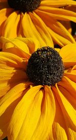 Close-up of sunflower