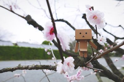 Low angle view of pink flowers blooming on tree