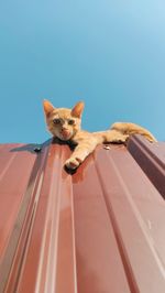 Portrait of cat against clear sky