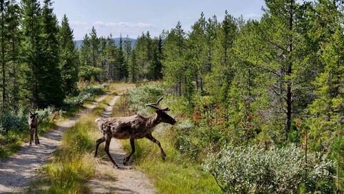 Horse in a forest