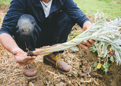 Midsection of man holding plants on field