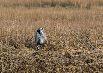 Blue heron perching on a field