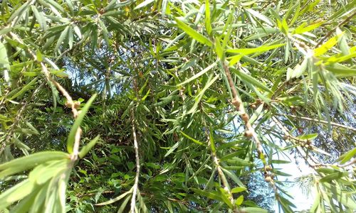 Close-up of fresh green plants