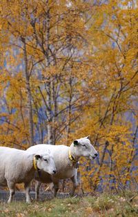 Sheep on field