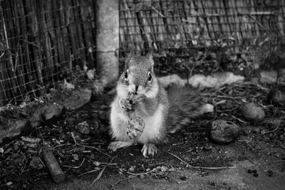 Portrait of a squirrel on field