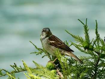 Bird perching on a plant