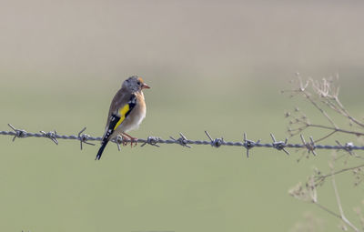 Close-up of birds chaffinch  perching on a fence