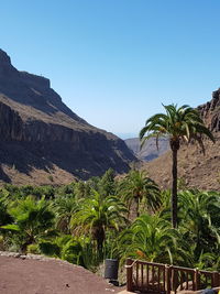 Palm trees on mountains against clear sky