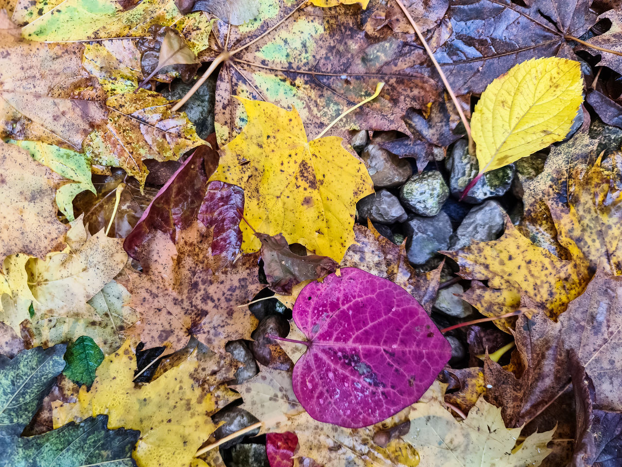 HIGH ANGLE VIEW OF DRY MAPLE LEAVES ON FALLEN LEAF