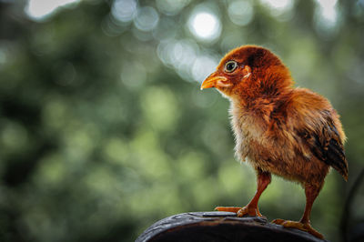 Close-up of bird