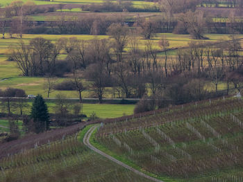 Scenic view of agricultural field