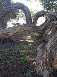 Trees in park