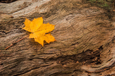 Close-up of yellow maple leaf on tree