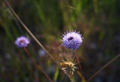 Close-up of purple flowers