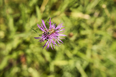 Close-up of pink thistle flower