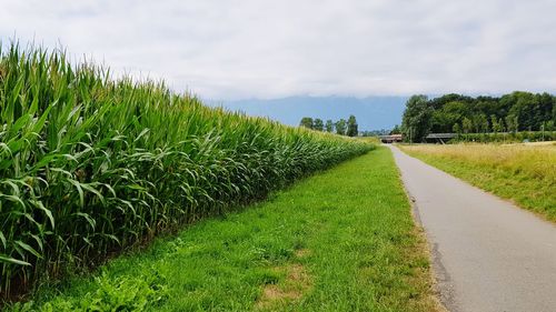 Grass growing on field by road against sky