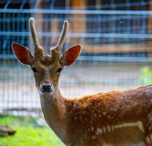 Close-up portrait of deer