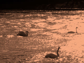 View of crab on beach during sunset