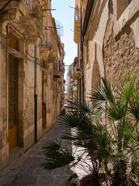 Palm trees along buildings