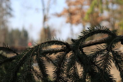 Close-up of succulent plant