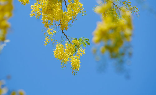 Low angle view of tree against blue sky