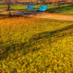 Flowers growing in farm