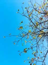 Low angle view of flowering plants against clear blue sky