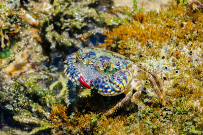 Close-up of crab undersea
