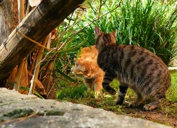 Cat looking away