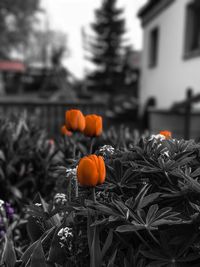 Close-up of pumpkin