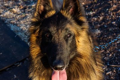 Close-up portrait of a dog