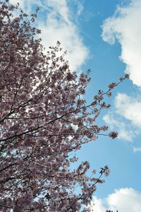 Low angle view of cherry blossom against sky