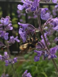 Close-up of bee on purple flowers