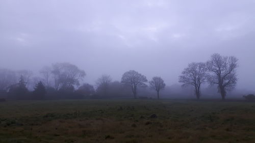 Trees on field against sky